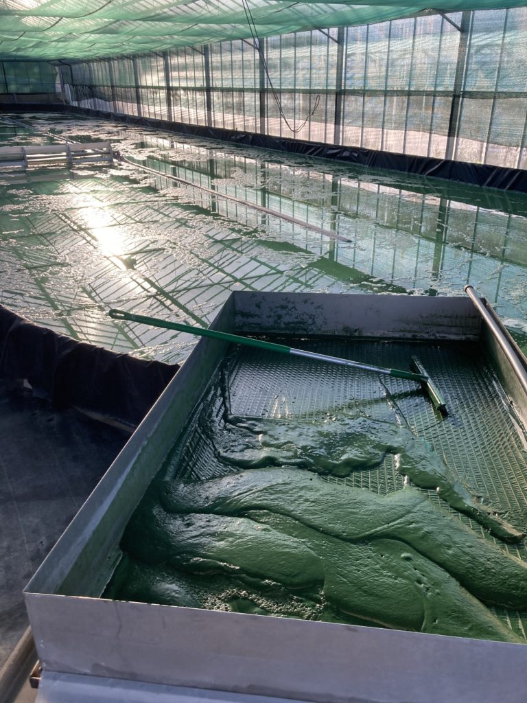 Recyclage des effluents de culture