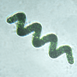 Pourquoi la spiruline est-elle si intéressante ? Le guide complet du producteur savoyard 🌿